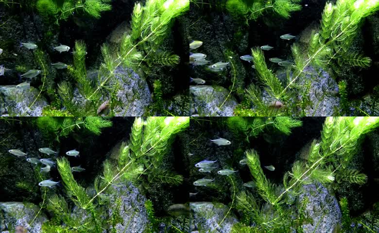 海底世界海洋潜水深海海洋生物
