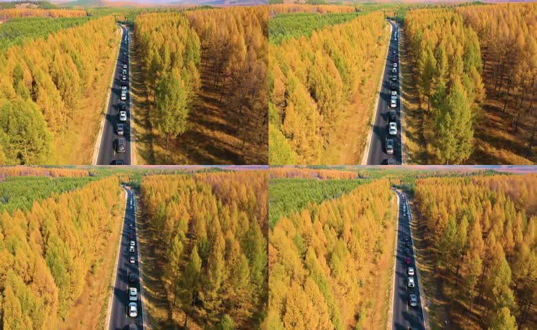 秋季里金色松林中的公路车流
