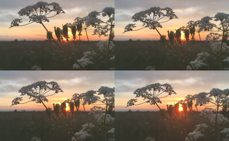 野花夕阳落日傍晚