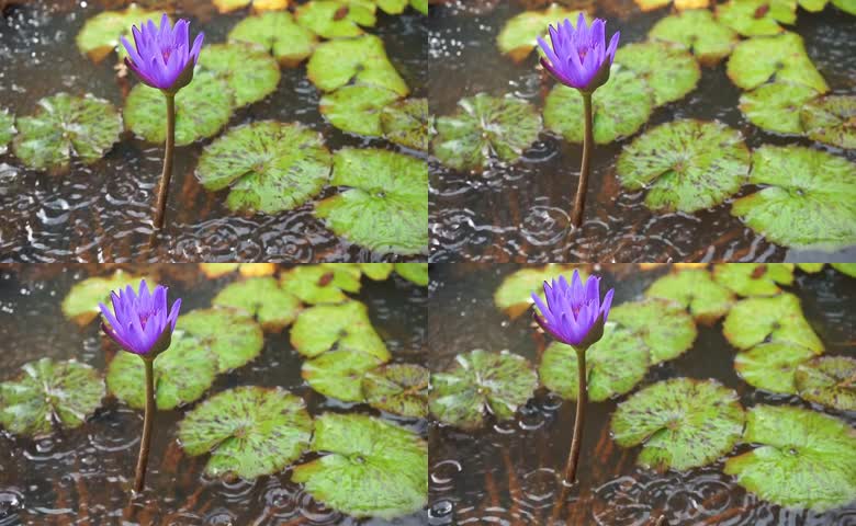 莲花睡莲下雨雨天池塘