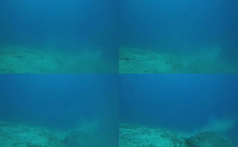 海洋世界海龟潜水