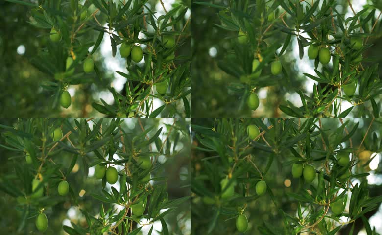 夏季橄榄果实成熟