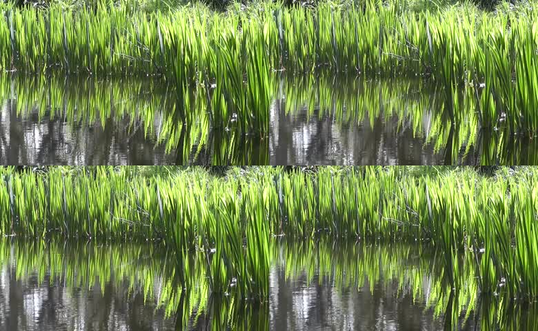 池塘夏季水草