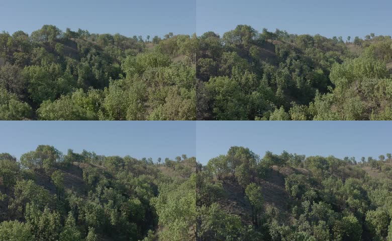绿意盎然山林风光