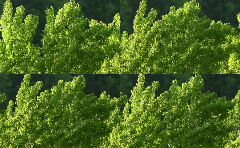 树叶夏季绿树绿叶阳光