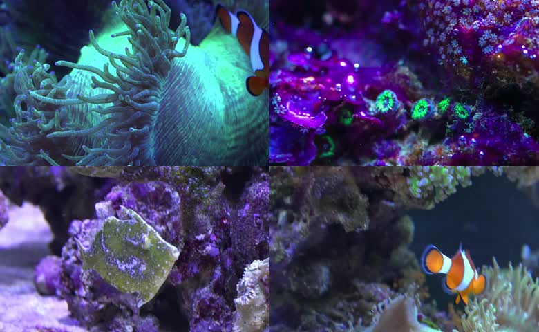海底世界多样海洋生物