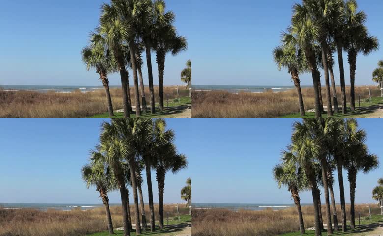 海洋大海海浪棕榈树