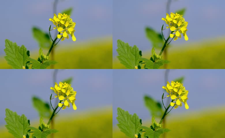 油菜花菜花春天植物