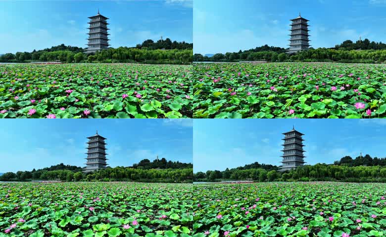 长安塔下荷花盛开