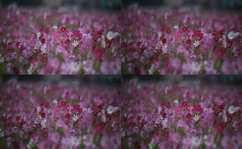 格桑花盛开花海