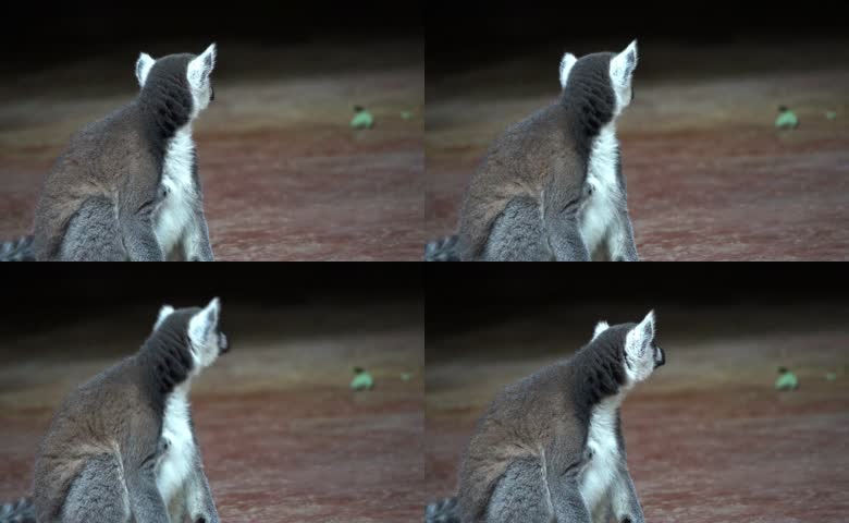 野生动物萌宠环尾狐猴