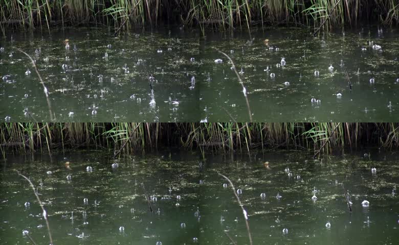 池塘雨点雨滴下雨