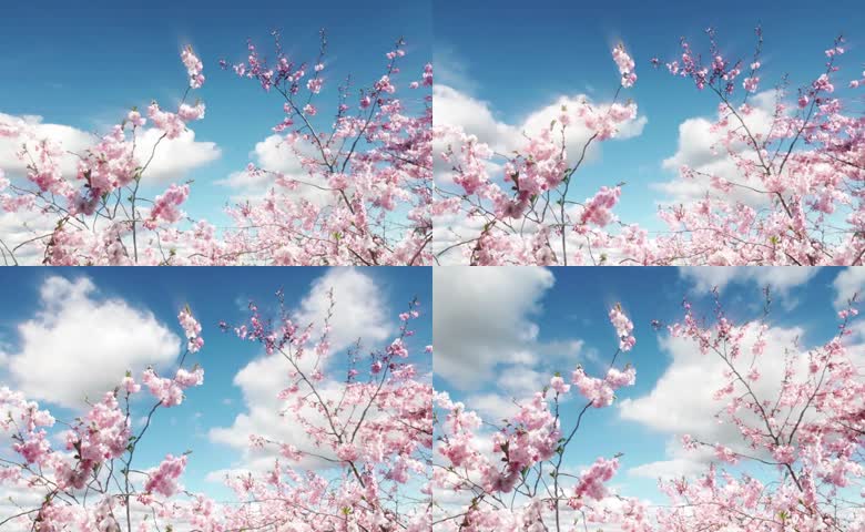 樱花盛开粉嫩花瓣