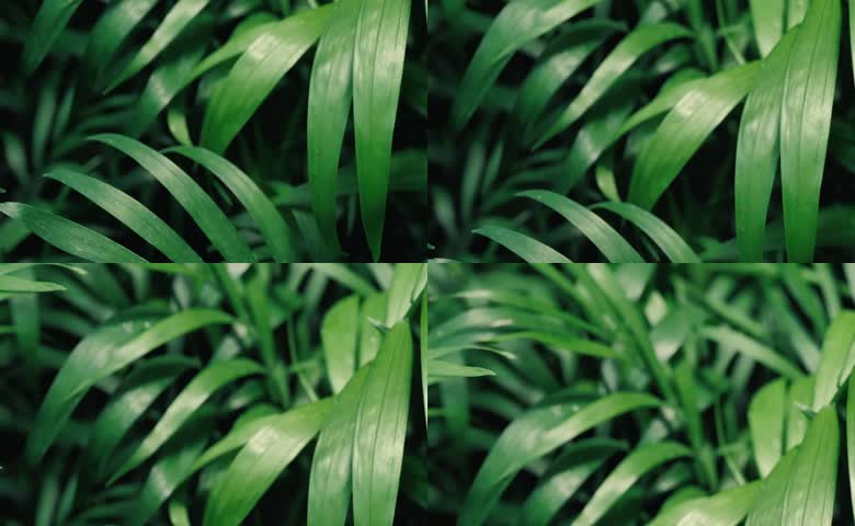 绿色植物叶子特写