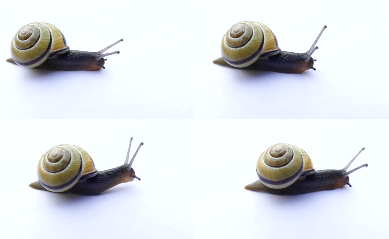 缓慢爬行的蜗牛