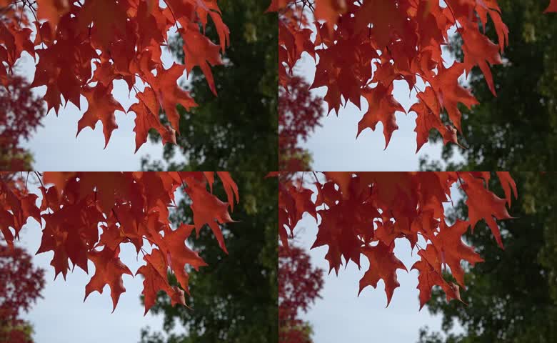 秋日通透橙红枫叶