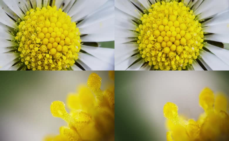 雏菊花蕊特写