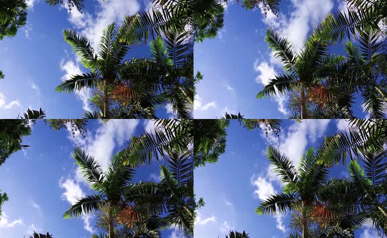 棕榈树影下的蓝天白云