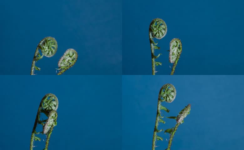 蕨类植物自然生长