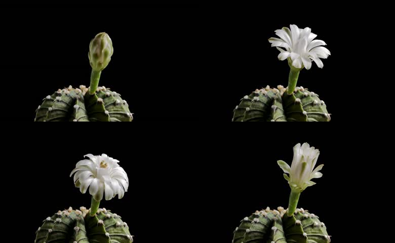 花朵仙人球开花