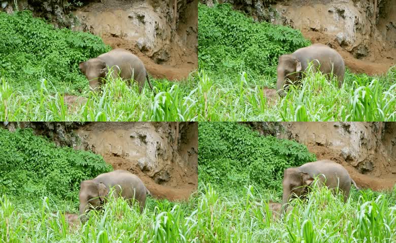 动物大象亚洲象山野