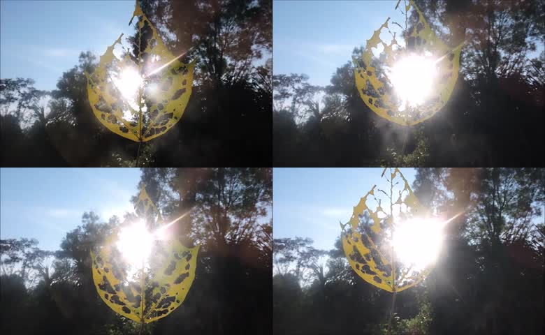 阳光穿透树叶