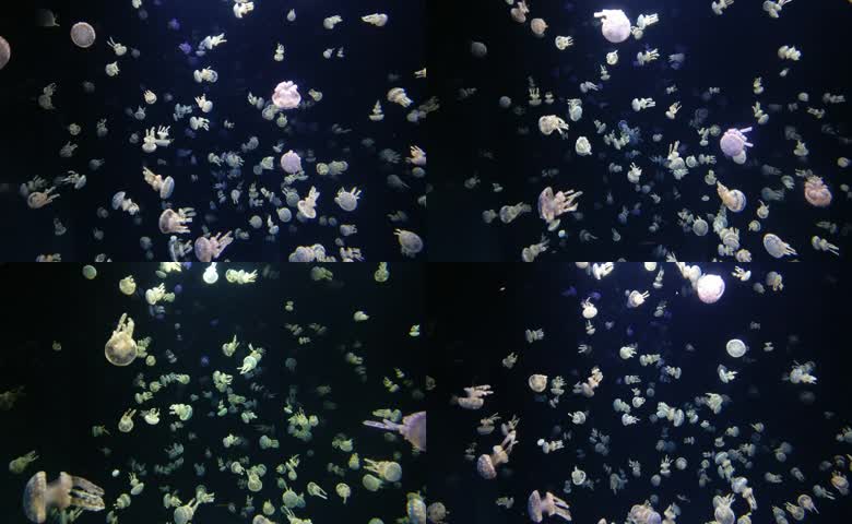 海底世界海洋潜水深海海洋生物水母
