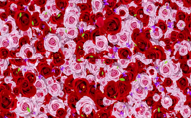 缤纷玫瑰构成的梦幻世界