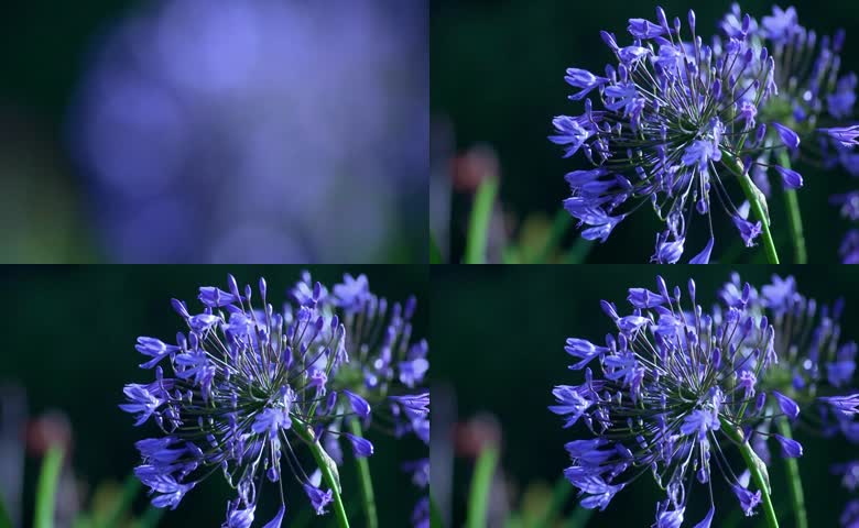 百子莲绽放的紫色花朵