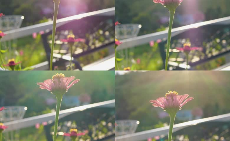 鲜花阳光春天百日菊特写