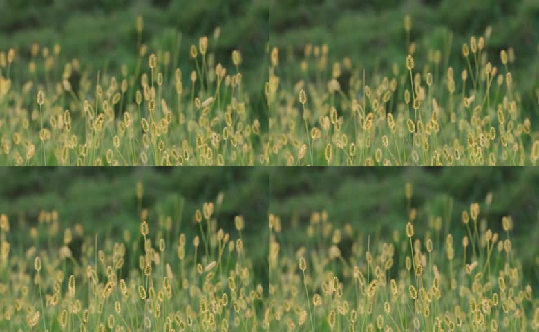 植物野草狗尾巴草