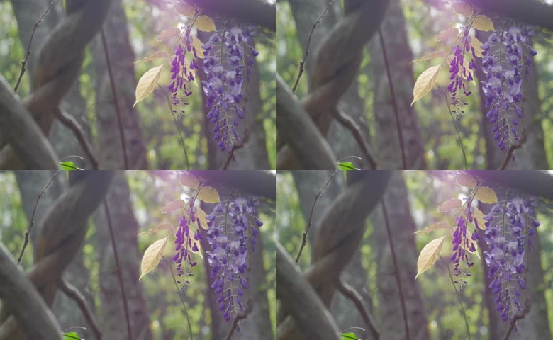 野花藤蔓植物紫色阳光紫藤花