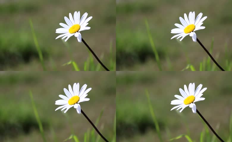 草地上雏菊特写