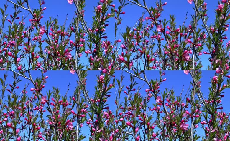 晴空花簇春桃桃花绽放