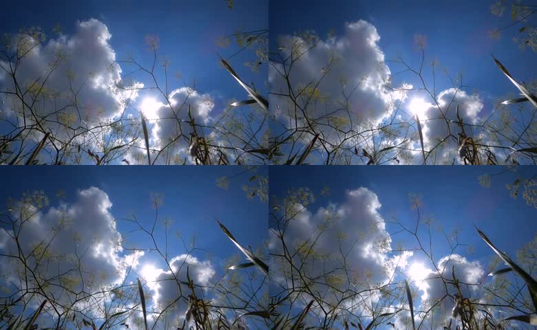 野草枝干仰拍晴空
