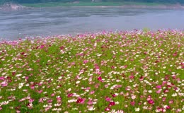 大片唯美艳丽格桑花花海