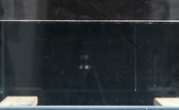 鲜活活体小龙虾