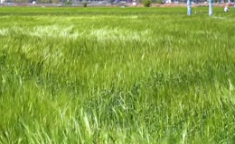 乡村郊野麦田