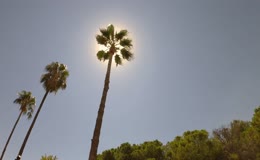 夏天植物棕榈树阳光
