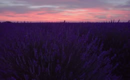 夕阳下薰衣草花海