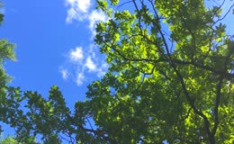 仰拍视角阳光穿透繁茂树冠