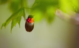 蜂鸟觅食
