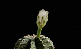 花朵仙人球开花