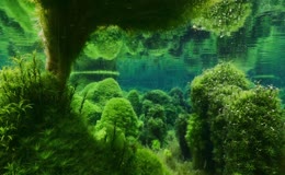水底藻类