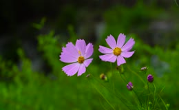 紫色秋英花特写