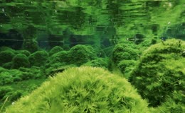 水中藻类游鱼