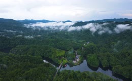 重庆四面山森林大自然