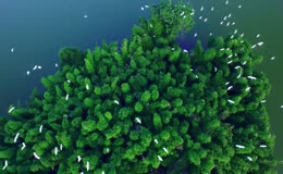 唯美白鹭竹海飞舞实拍