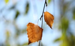 秋日透光桦树叶空镜