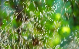 风中野燕麦